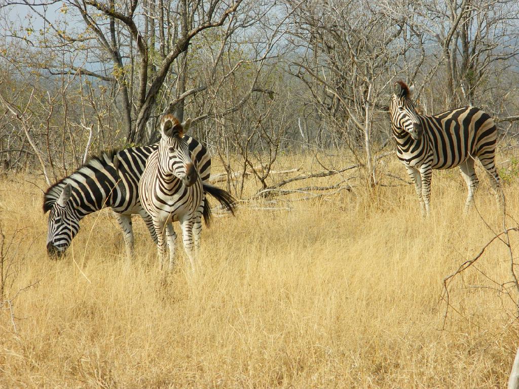 Suedafrika (107)